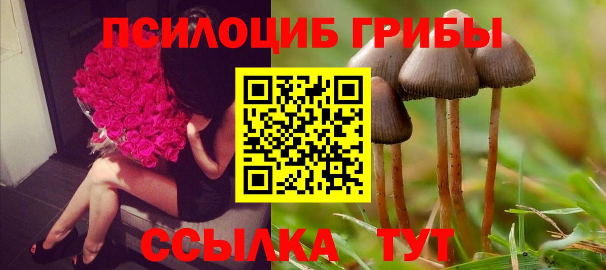 Псилоцибиновые грибы Psilocybe  купить наркоту  Вход с VPN  Норильск  Псилоцибиновые грибы Cubensis 